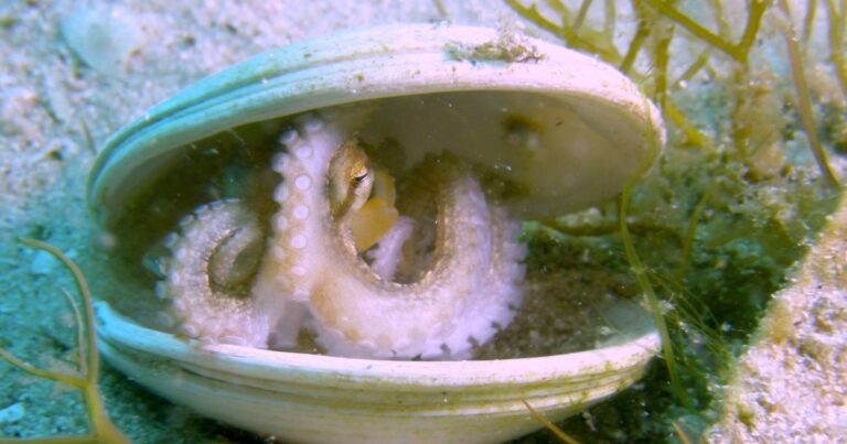 Qué comen los isópodos y cómo influye su dieta en su desarrollo | Guia ...