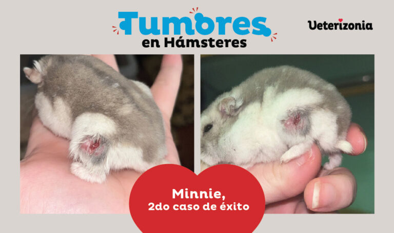 Hamster muerto sintomas de un hamster antes de morir (guía) | Guia Animal